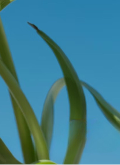 郁金香的种植方法郁金香喜冷凉，种球秋季栽种，疏松沙壤土最佳，覆土3-5厘米。