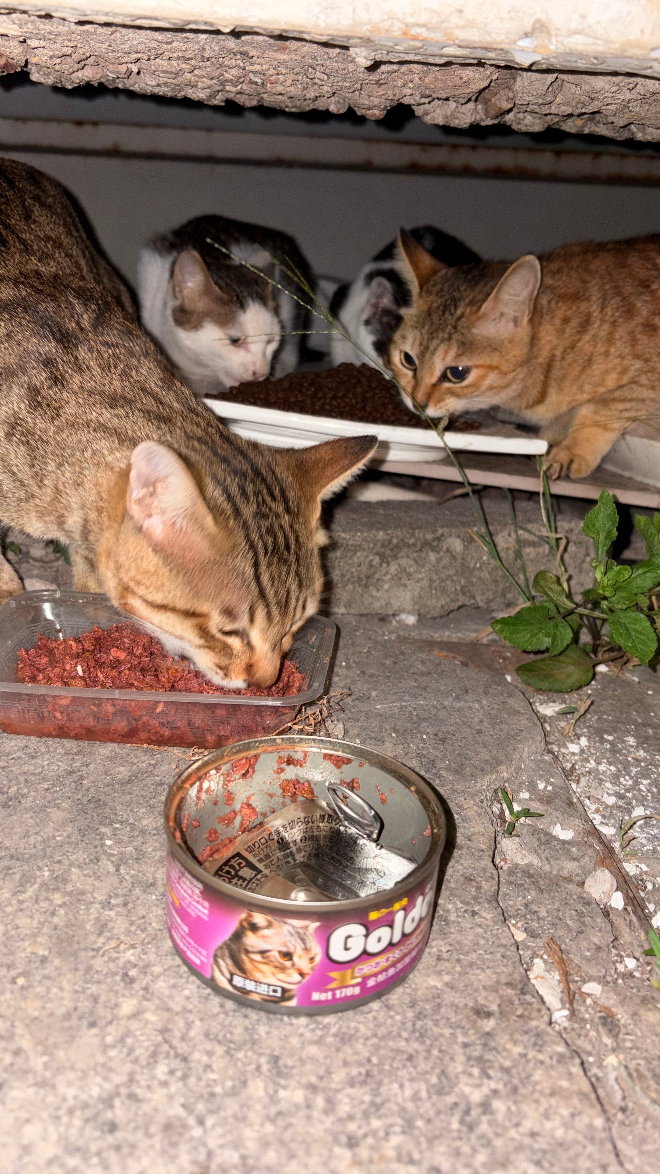 家猫不要的猫窝流浪猫玩得很开心不知道为什么感觉好心酸。。。流浪猫真的一无所有。。