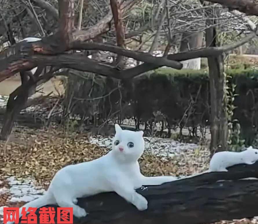 河南有初雪过后，有大爷用积雪堆起了假猫假鼠。看来大爷的手艺不错，这堆好的现场