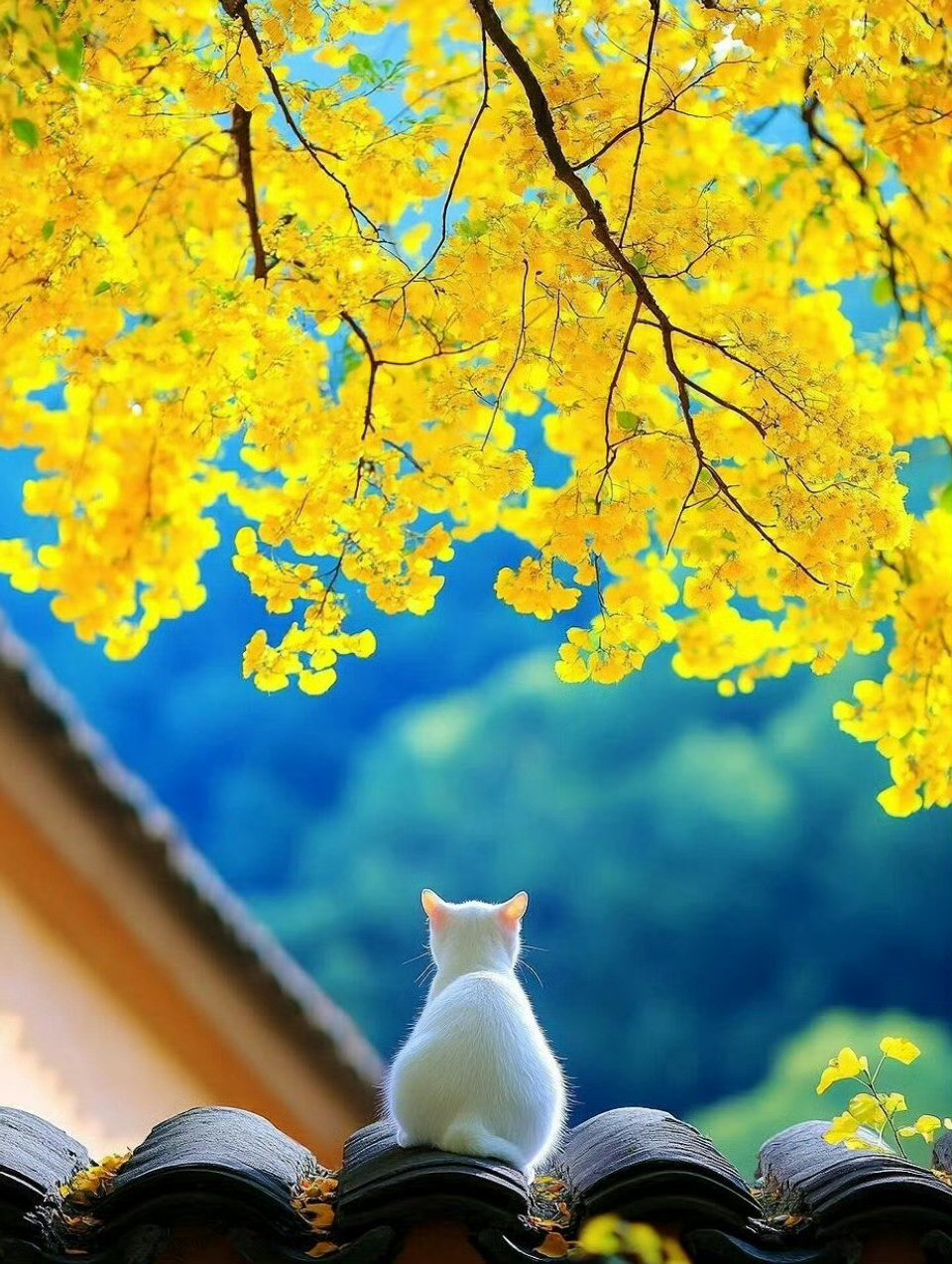 凉风有信，秋月无边。人间朝暮，叶落惊秋。[点赞]​​​