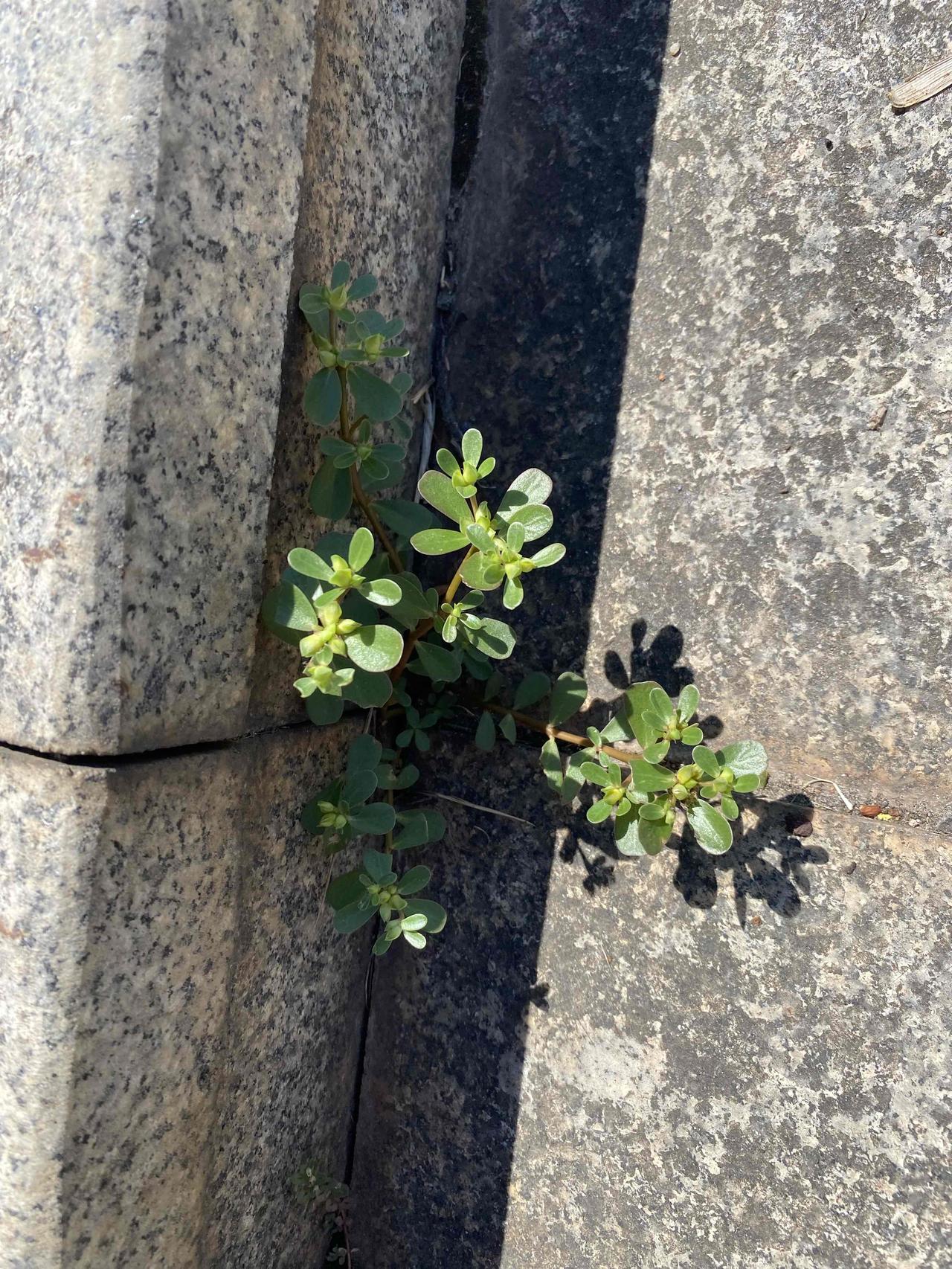 有人吃了马齿苋直接住院，我挺爱吃这种东西的，最近也不敢吃了，听说这种植物重金属超