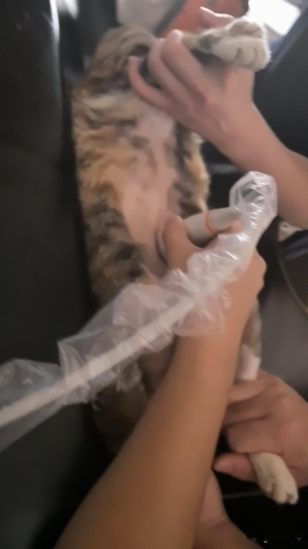 这破猫今天被收拾老实了，抱到宠物医院三个男人蹂躏她，一个按头，一个按脚，一个剃