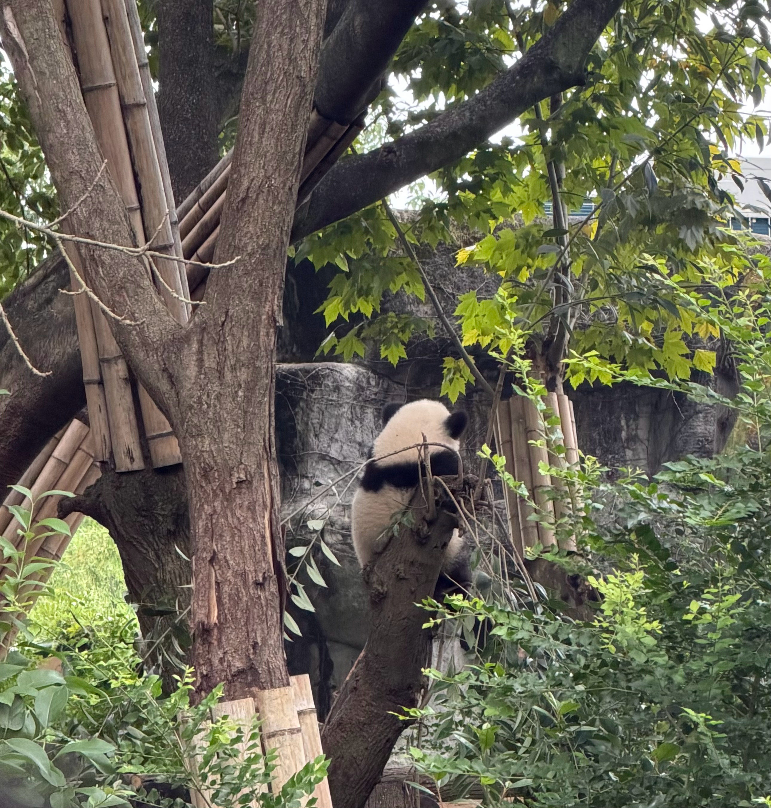 是磁场超好的蜀蜀～​​​
