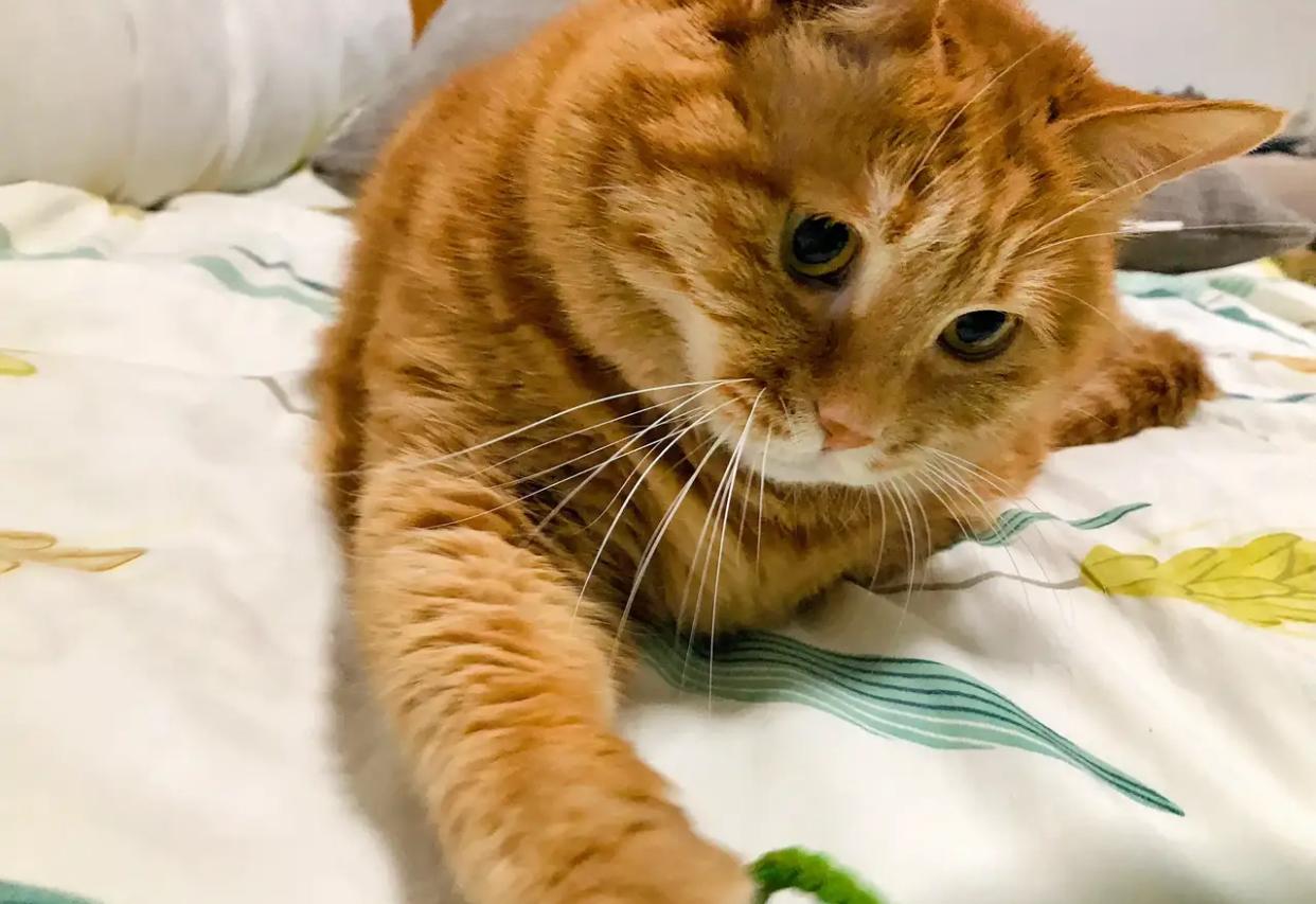 最近看到有人说养猫就是在养小时候的自己仔细想想还真是这么回事猫的智商只有2