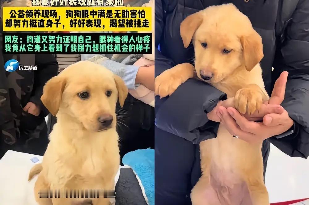 全网蹲了好久后续的那只“端庄小狗”，终于等来最戳人的结局，领养人直接把它和双胞胎