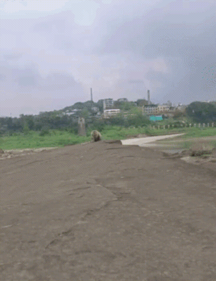 不愧是猫科动物之集大成者