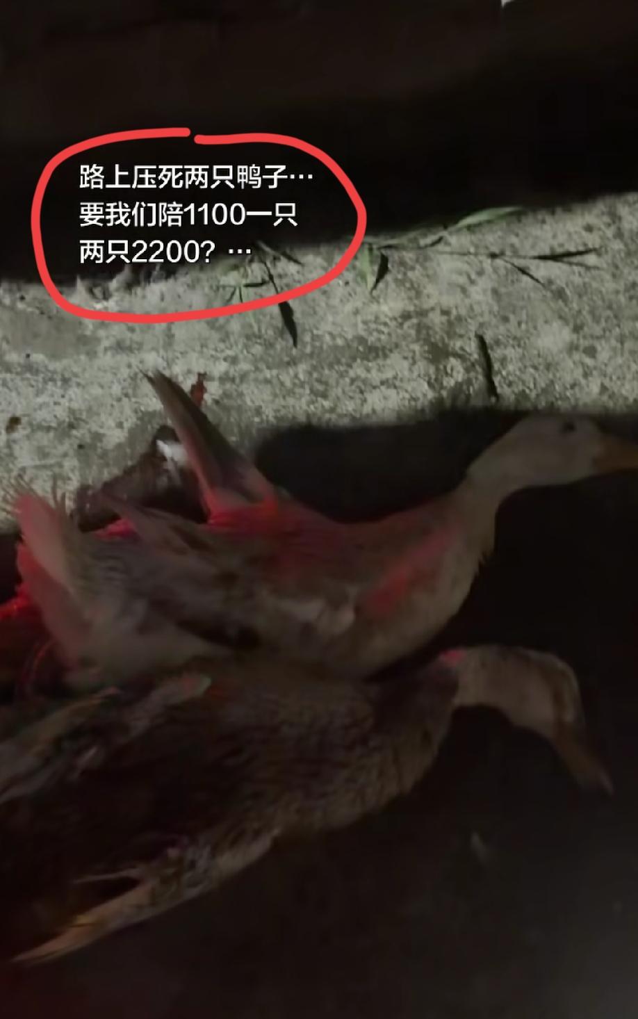 撞死路边的两只鸭子，要车主赔偿1100元一只，两只要2200。视频显示:双方没