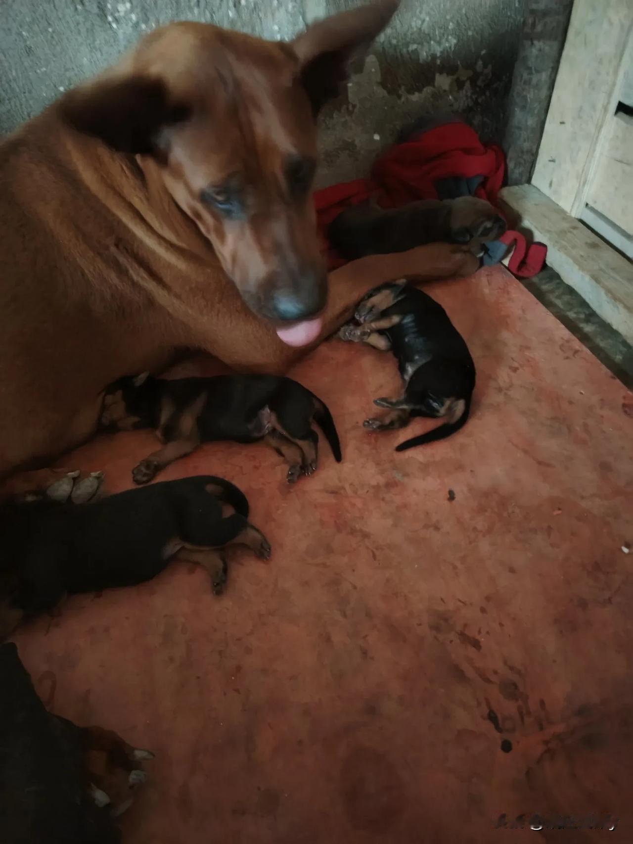 你家孩子生了吗？一个街坊问我。生了，好不容易生了。我说。恭喜恭喜，生了就应该