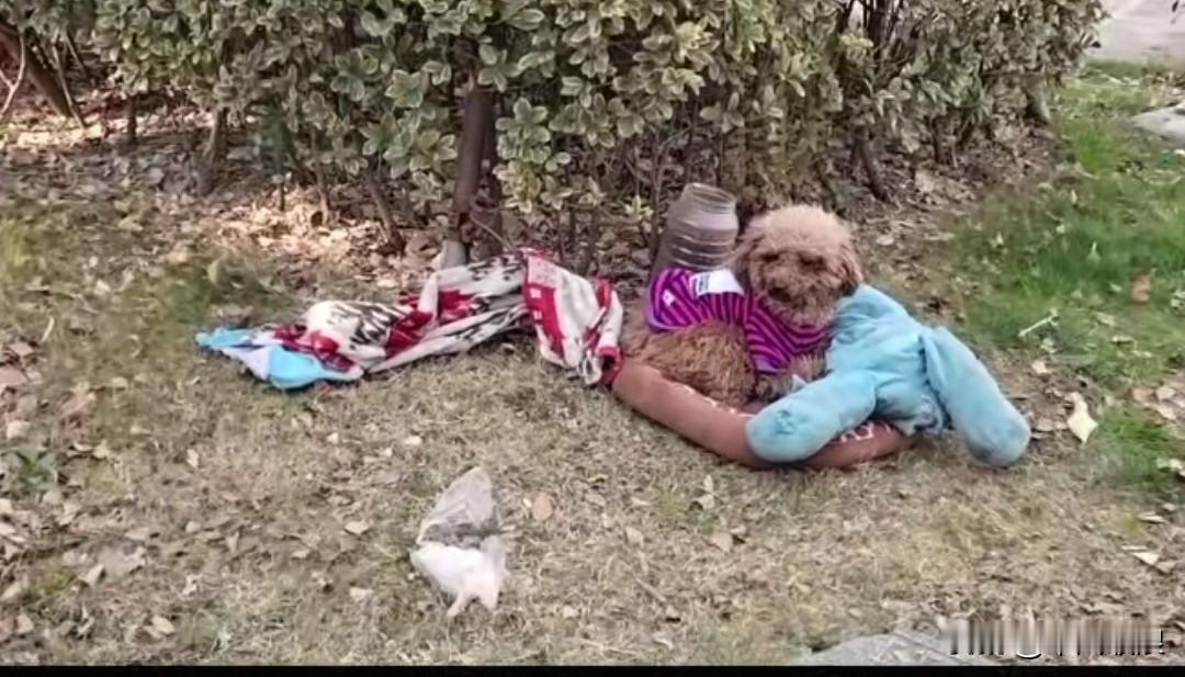 在公园里，一只被主人遗弃的泰迪已滞留多日。它守着主人留下的玩具和破旧被子，不许旁