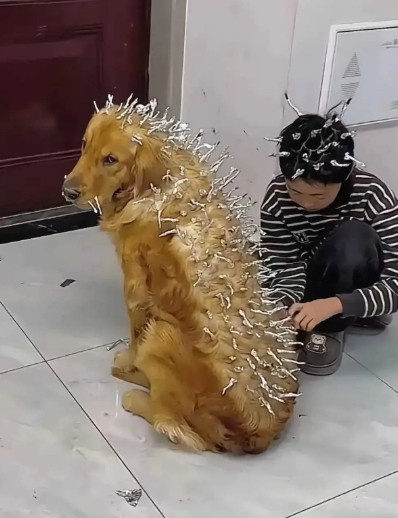金毛：你就不能好好管管你的仔吗
