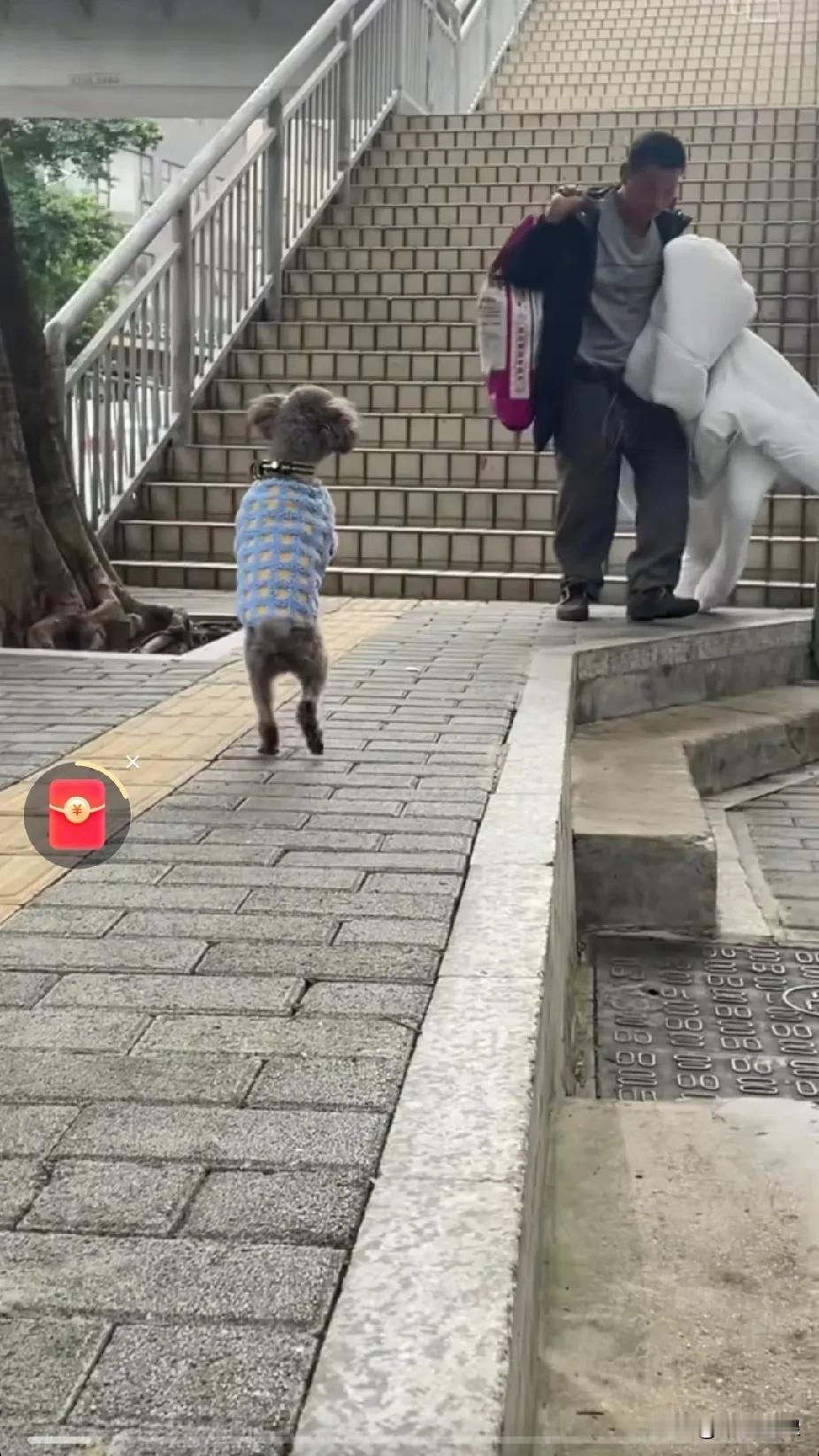 小泰迪深信主人不会将它抛弃，每日都在楼梯台阶下等候。它哪里知道主人早以搬家走了，