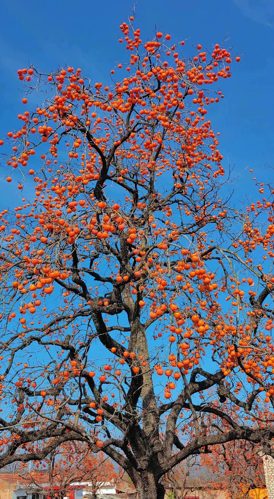 村上枝头挂满红彤彤的果实。