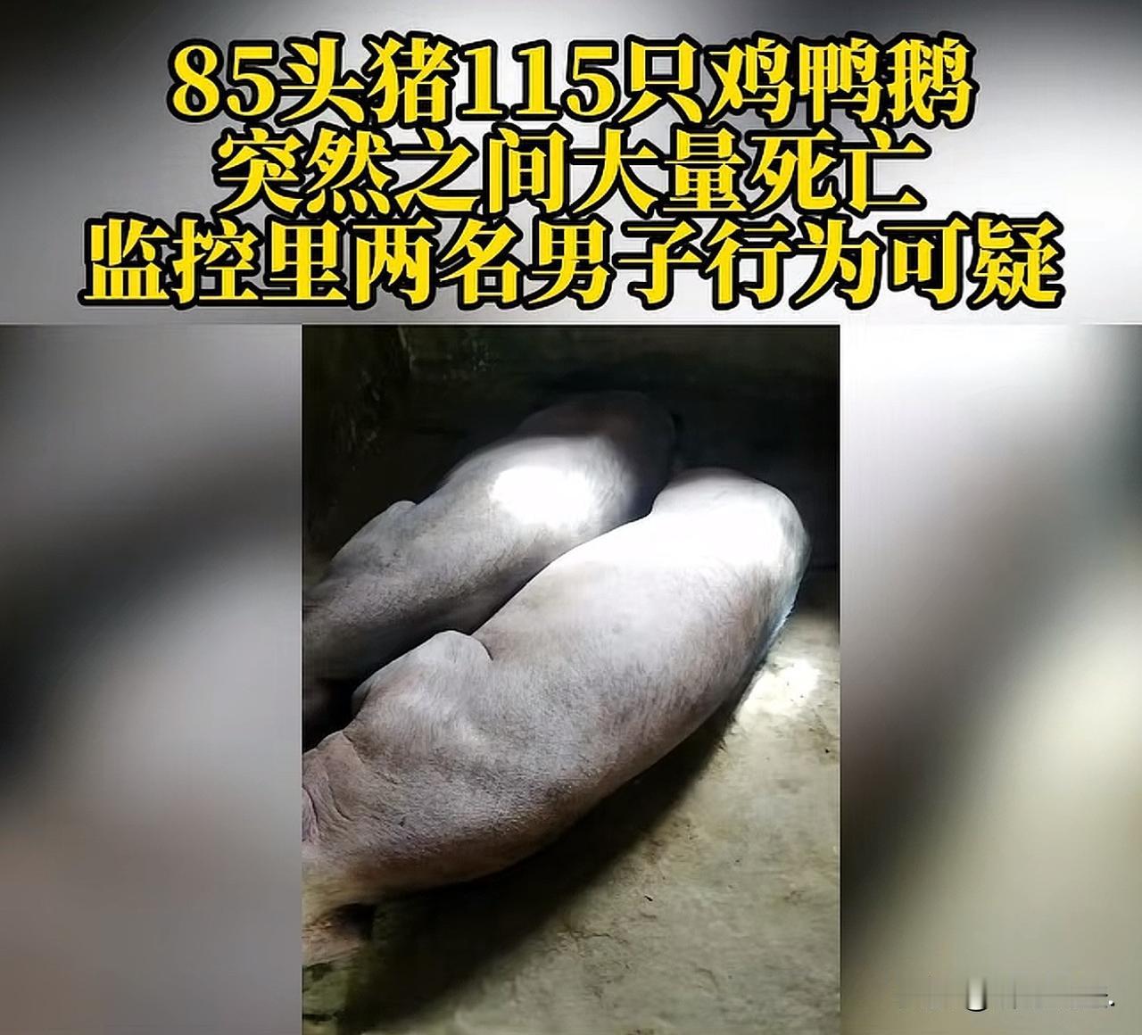 重庆，男子在老家开展养殖业，其父母负责打理，岂料，一日，男子突然接到父母电话，说