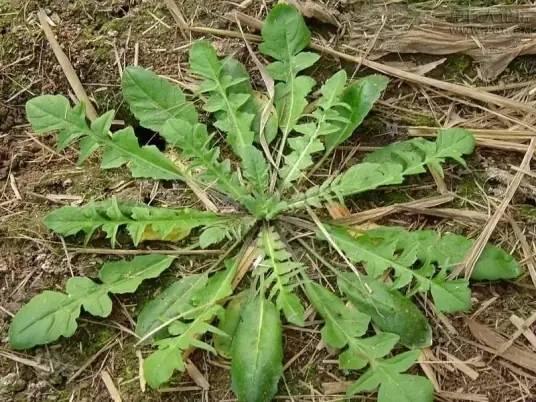 这4种食物比大蒜更伤甲状腺，结节人群能不吃就不吃 很多甲状腺结节患者，吃了大