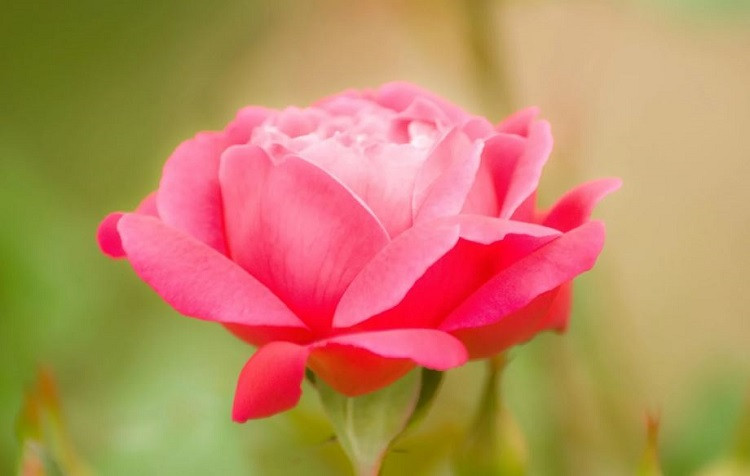 中年女人对你心动了，就算你有一些暧昧举动，跟她肢体触碰了，她也不会排斥。同事张