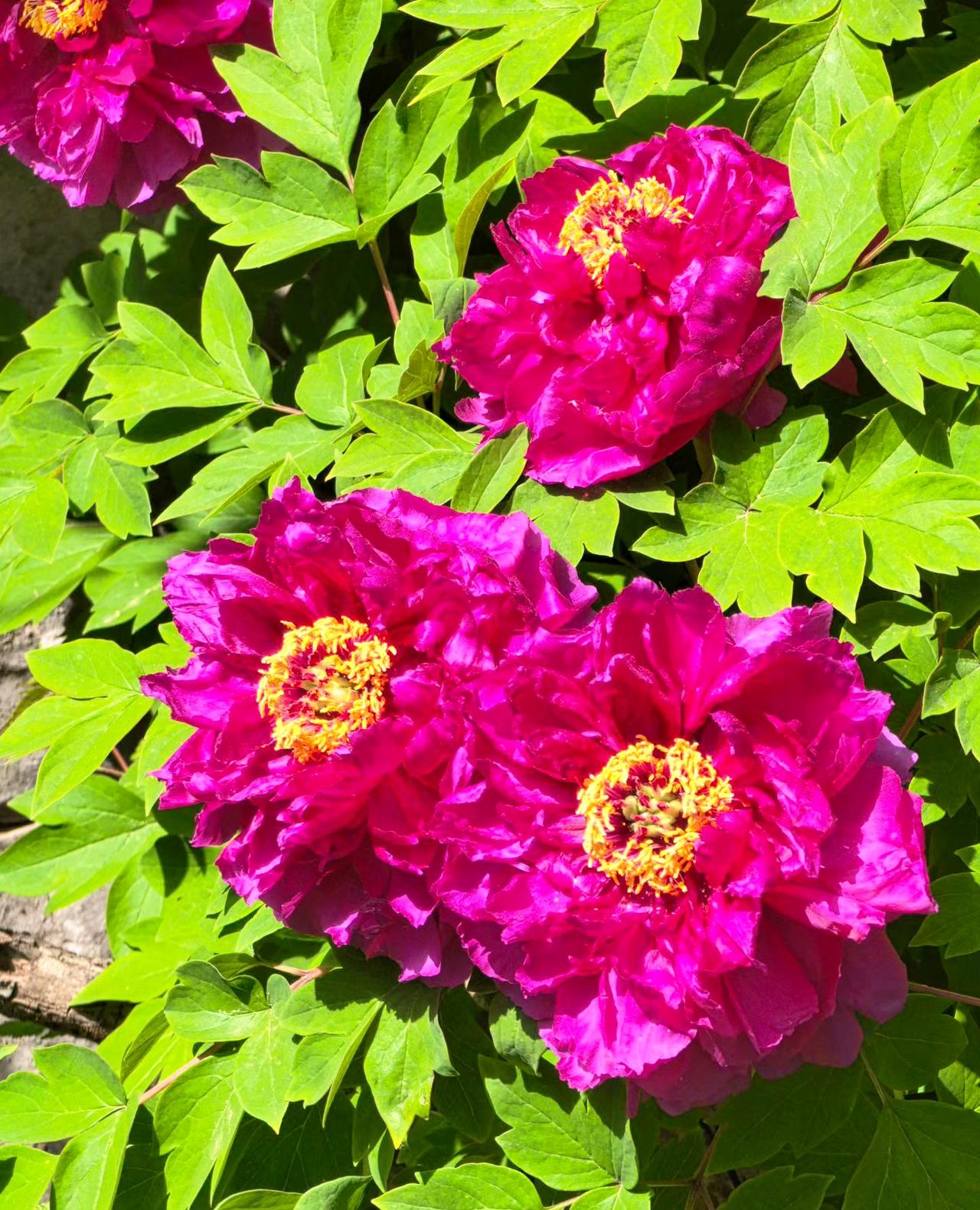 说到牡丹，国色天香、雍容华贵、天生丽质……这些美好的词汇会脱口而出。不