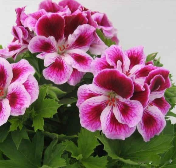 养天竺葵是件很有成就感的事。先准备个精致花盆和养花土，再请几株天竺葵入住。养花得