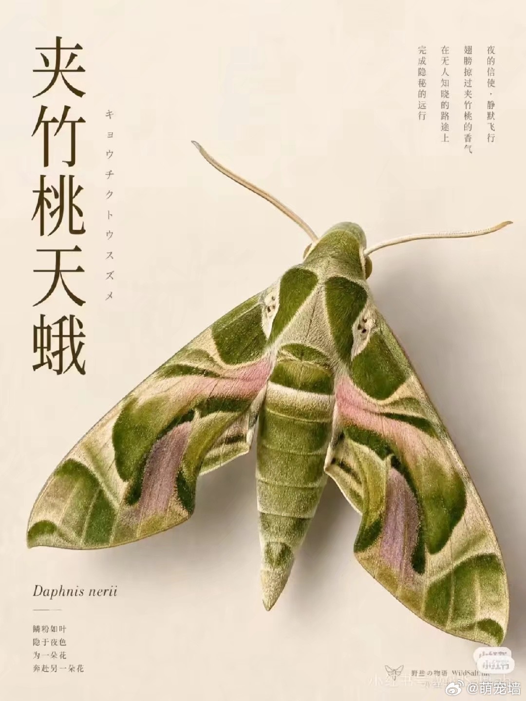 我天……好漂亮……​​​