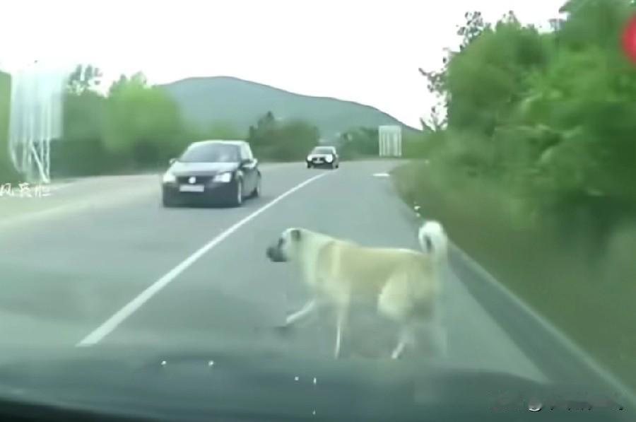 湖洲吴女士早晨开车上班，路上行驶时，不料一条狗猛然横向窜出来，吴女士躲避不及，撞