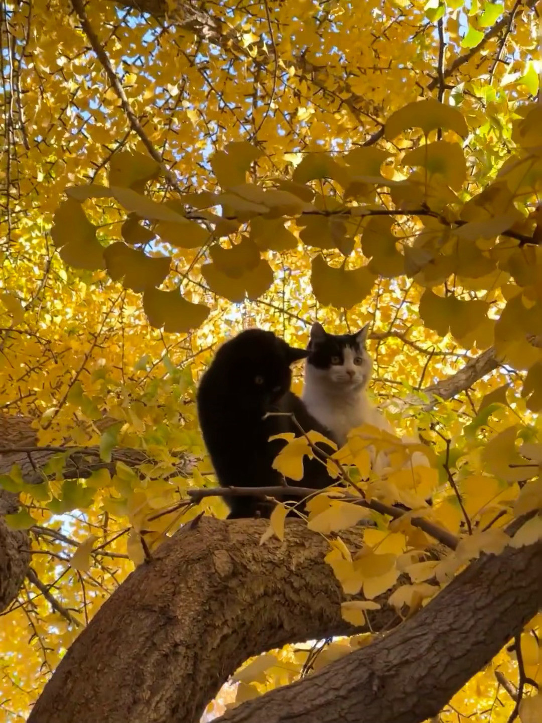 赶上最后的银杏叶🍂