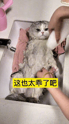 瞅着这只小猫洗澡安安稳稳嘞，真是把我给羡慕住了！全程不吵不闹，乖乖配合，看着就省