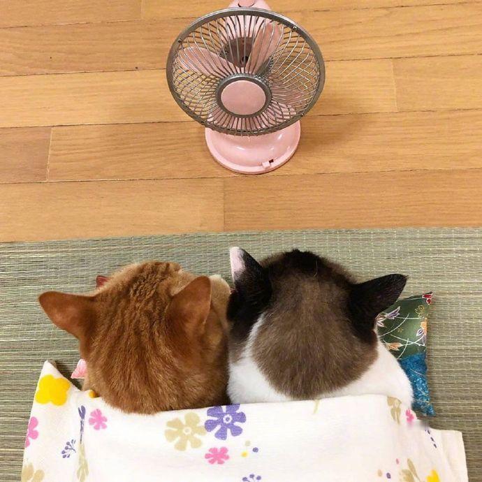 2只猫在迷你床上睡觉，看着好舒服！
