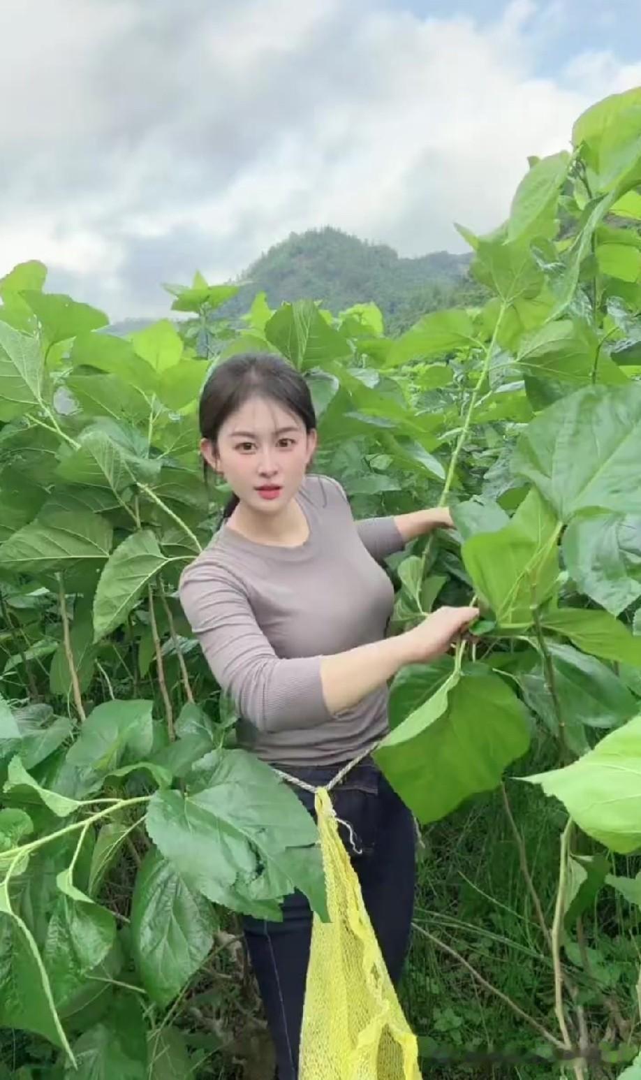 叶子真大，这什么植物？