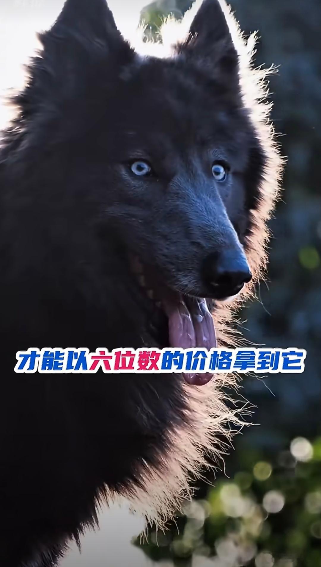 六位数的狗坐在七位数的车里特斯拉的cybertruck，我是真的认识但在这六位