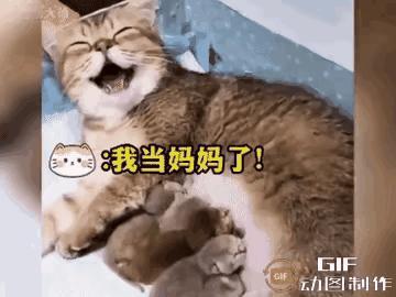 这是当妈妈后最开心的一只猫，看它都笑的合不拢嘴了，它的主人来看望它的时候，它居然