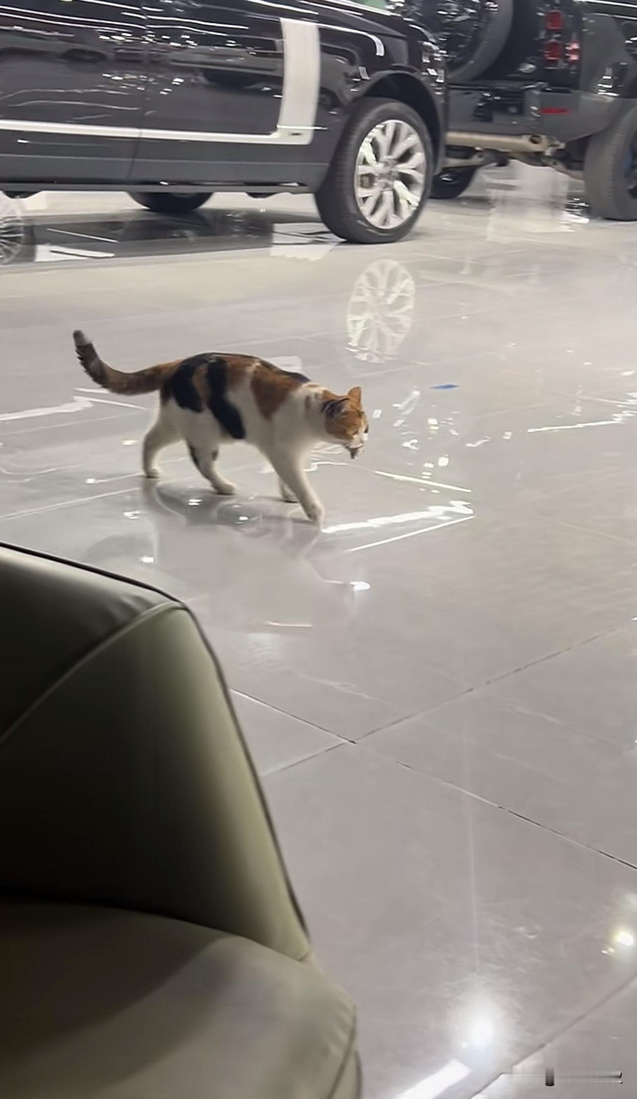 猫咪，逮到一只老鼠，不吃就是玩[捂脸哭]