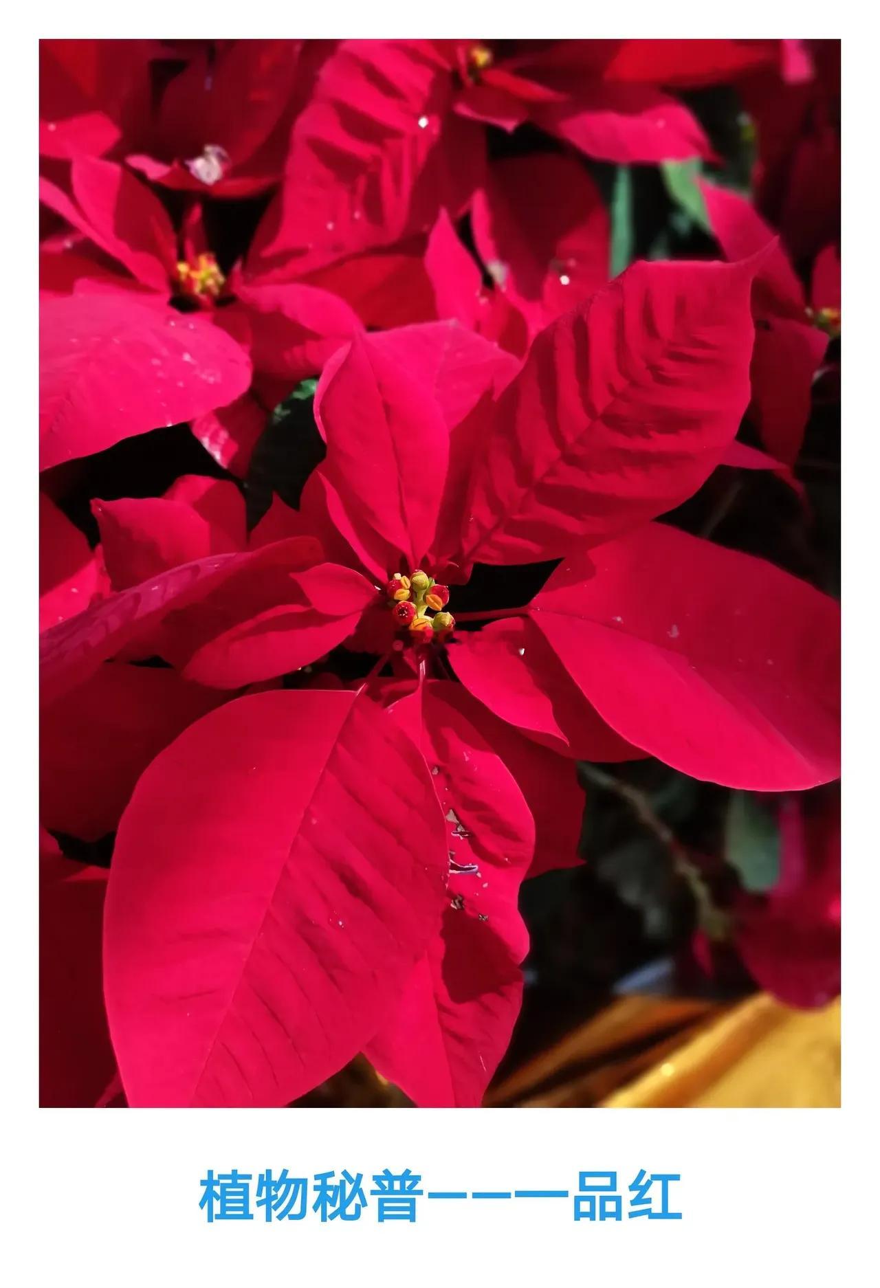【一品红】植物科普植物科普小知识，每天一植物，今天向大家介绍的
