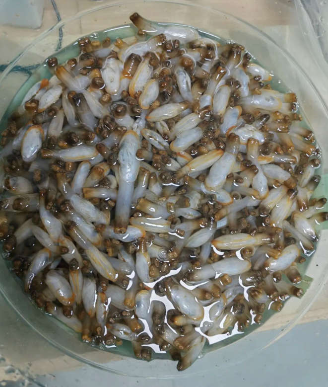 这个是哪里的特色美食？有认识叫什么的吗？应该怎么做才好吃？