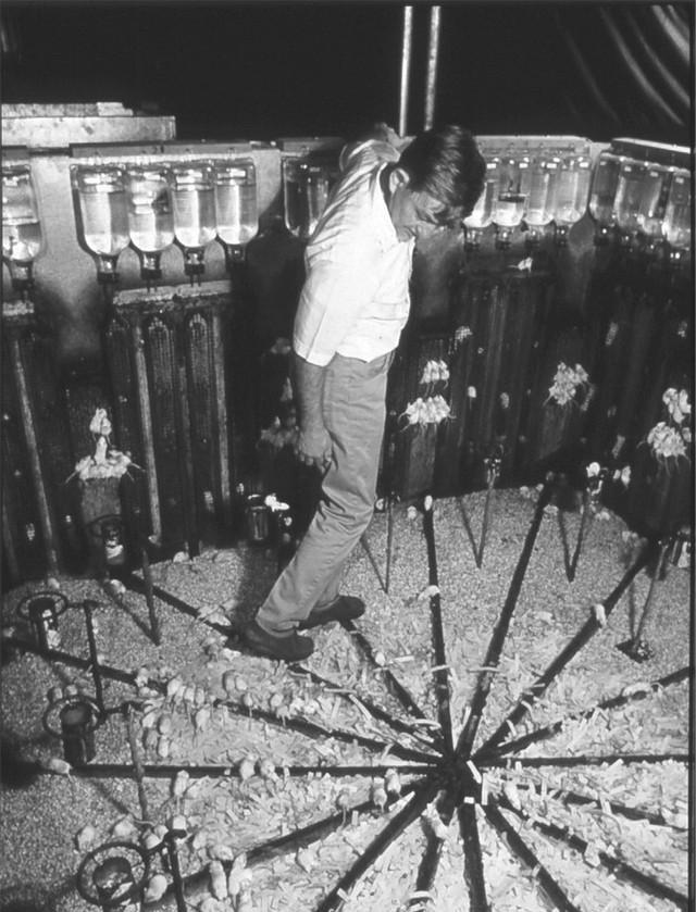 1968年的一个金属围栏里，8只老鼠得到了人类能想到的最好待遇。2.7平方