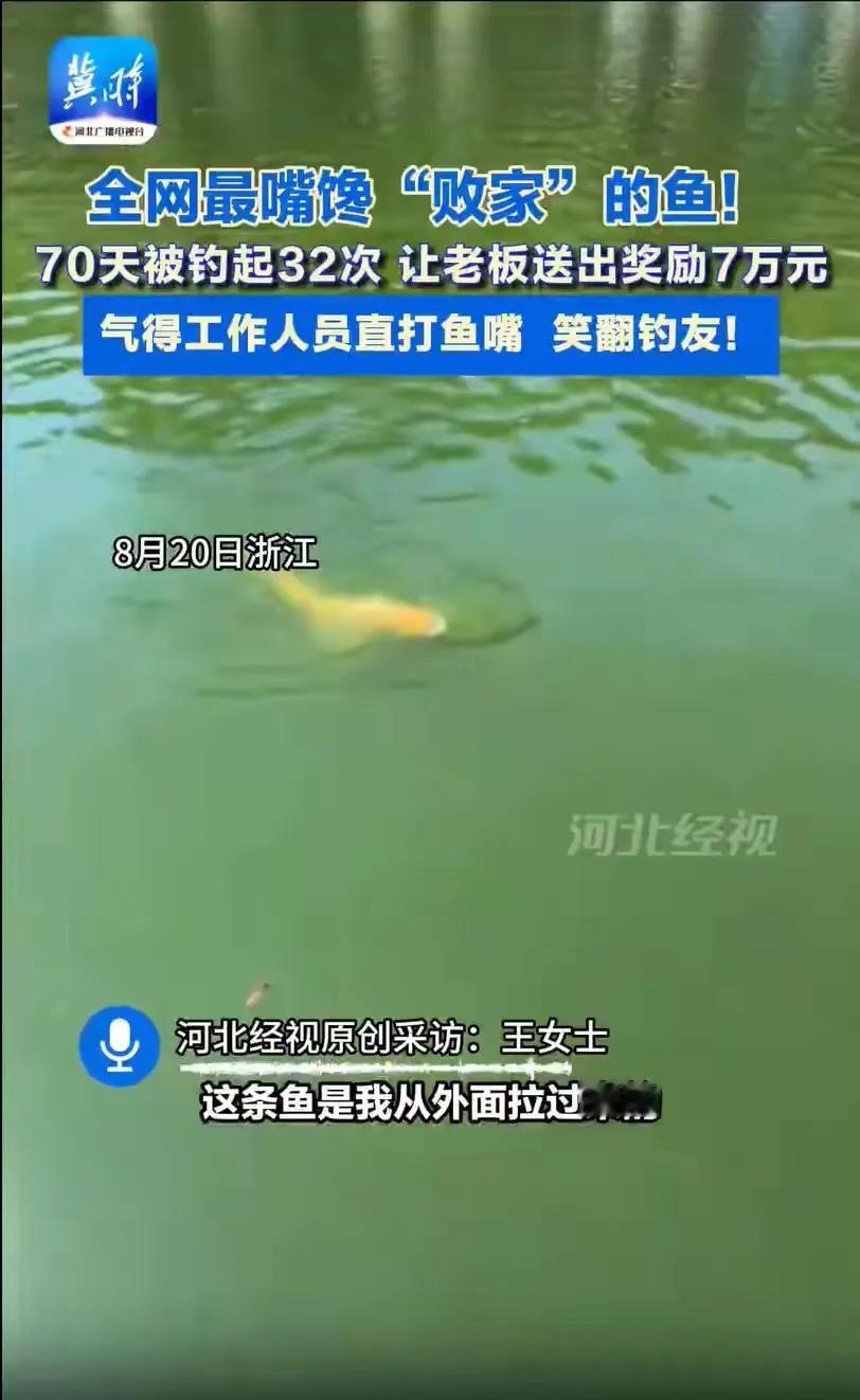 钓到金鳙送鱼竿鱼塘70天送出32根浙江一鱼塘用金鳙当彩头，谁钓到就送鱼竿！结