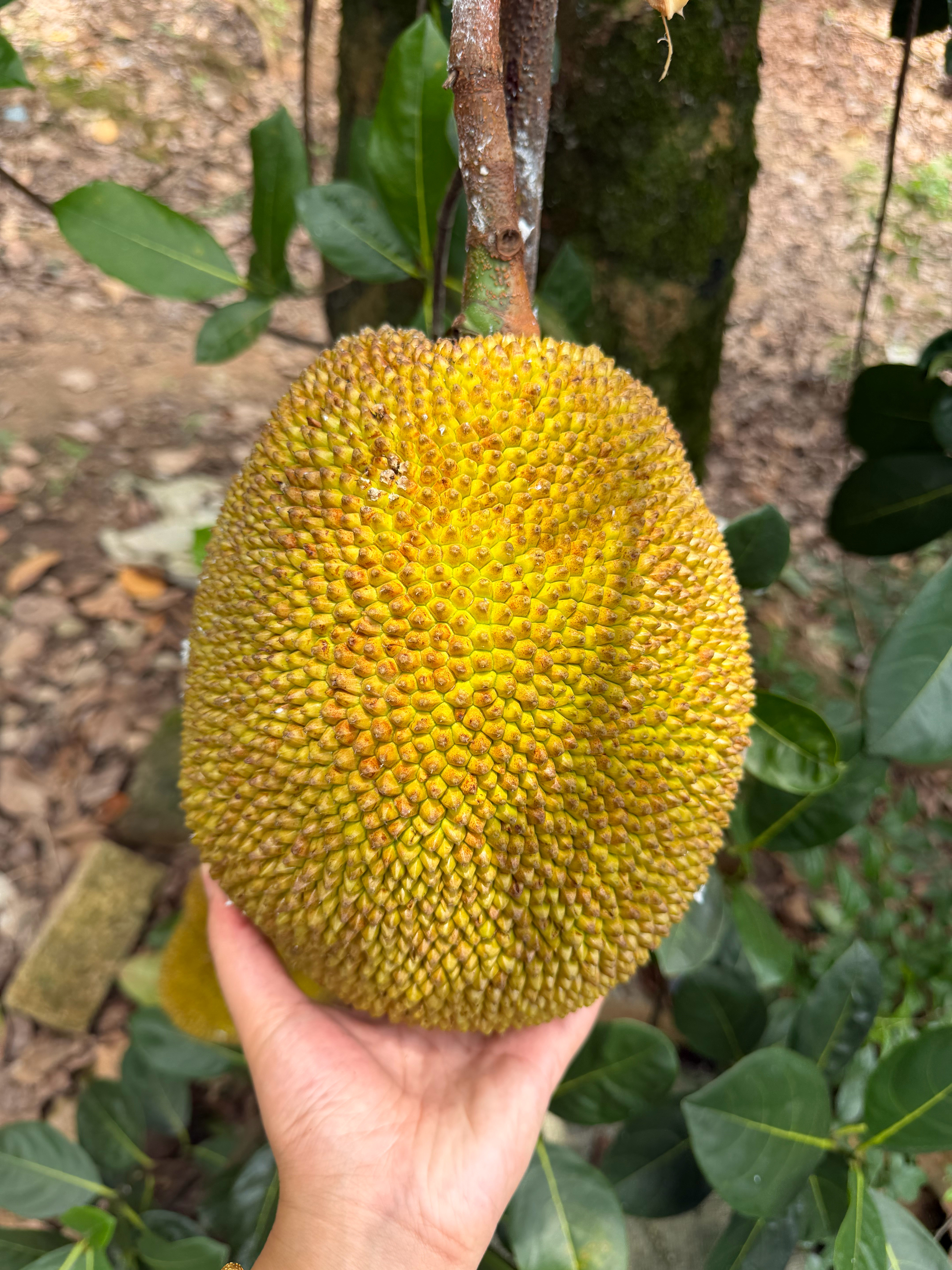 今天摘菠萝蜜