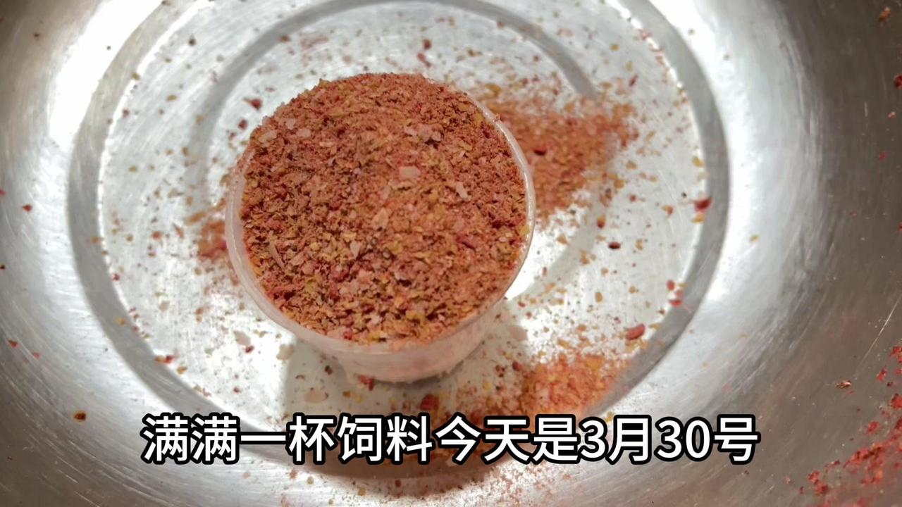 1️⃣饵料搭配及制作：用钢蛋2号（辛香味，1包）、野战蓝鲫（香腥味，1包）、封掉