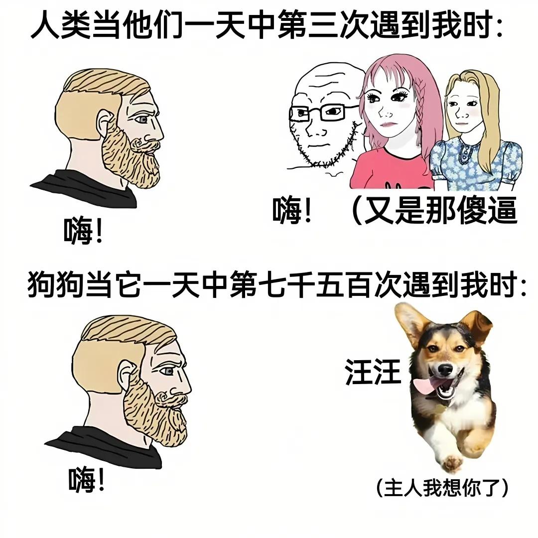 小狗的爱永远真诚热烈​​​