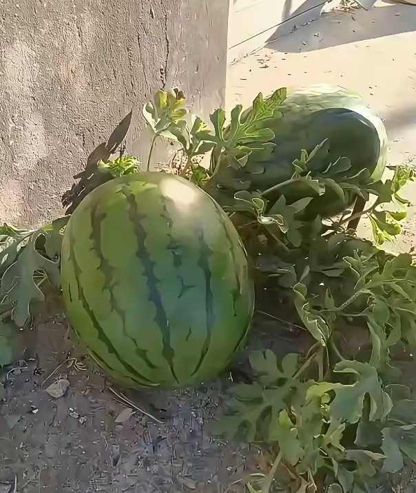 回农村舅舅家闲逛，在院墙边上发现一颗孤零零的野生小西瓜，看着还挺别致，我当即就想