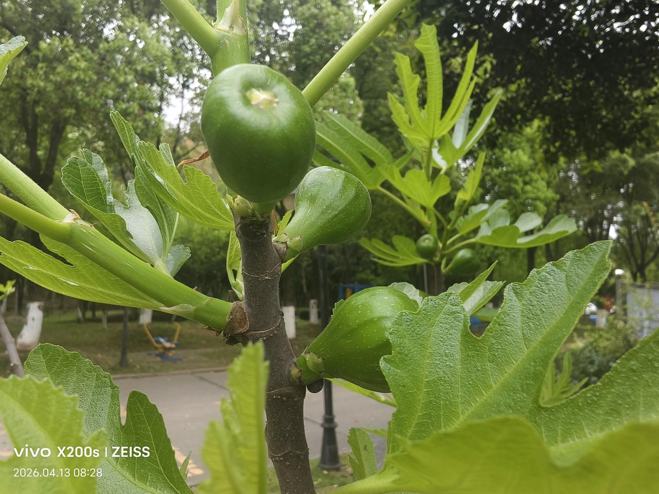 晒晒你拍的树照怎么别人家种的无花果，在春天长叶的同时就长出了无花果，而我自己种的