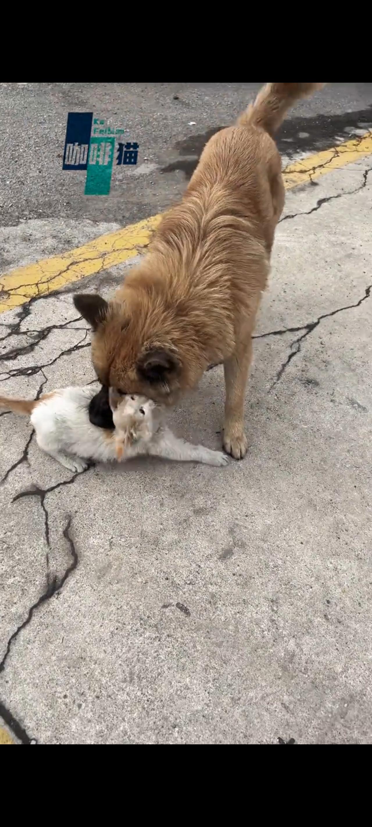 眼前的一幕实在太可恶了，狗狗的主人竟然怂恿自家的恶犬，在光天化日之下，直接撕咬正