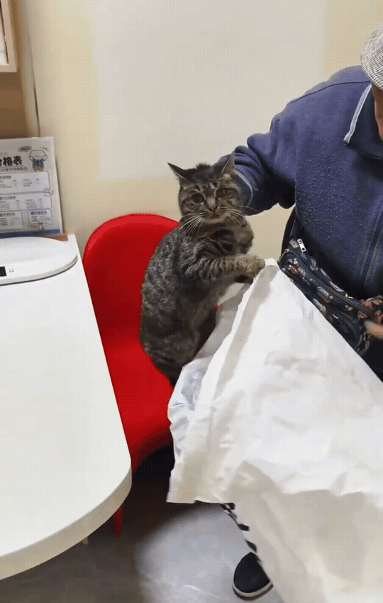 河北石家庄，农村老奶奶从尿素袋子里拎出一只猫咪。当医生说要1000多元时，她本想