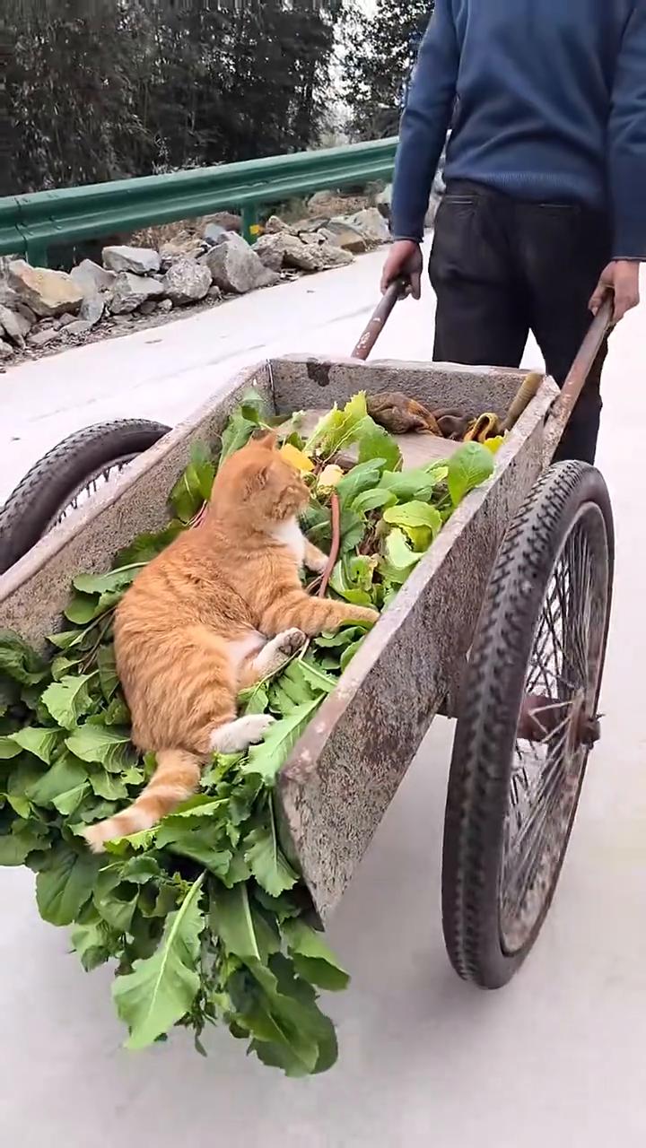 哎呦我的妈，哈哈哈。