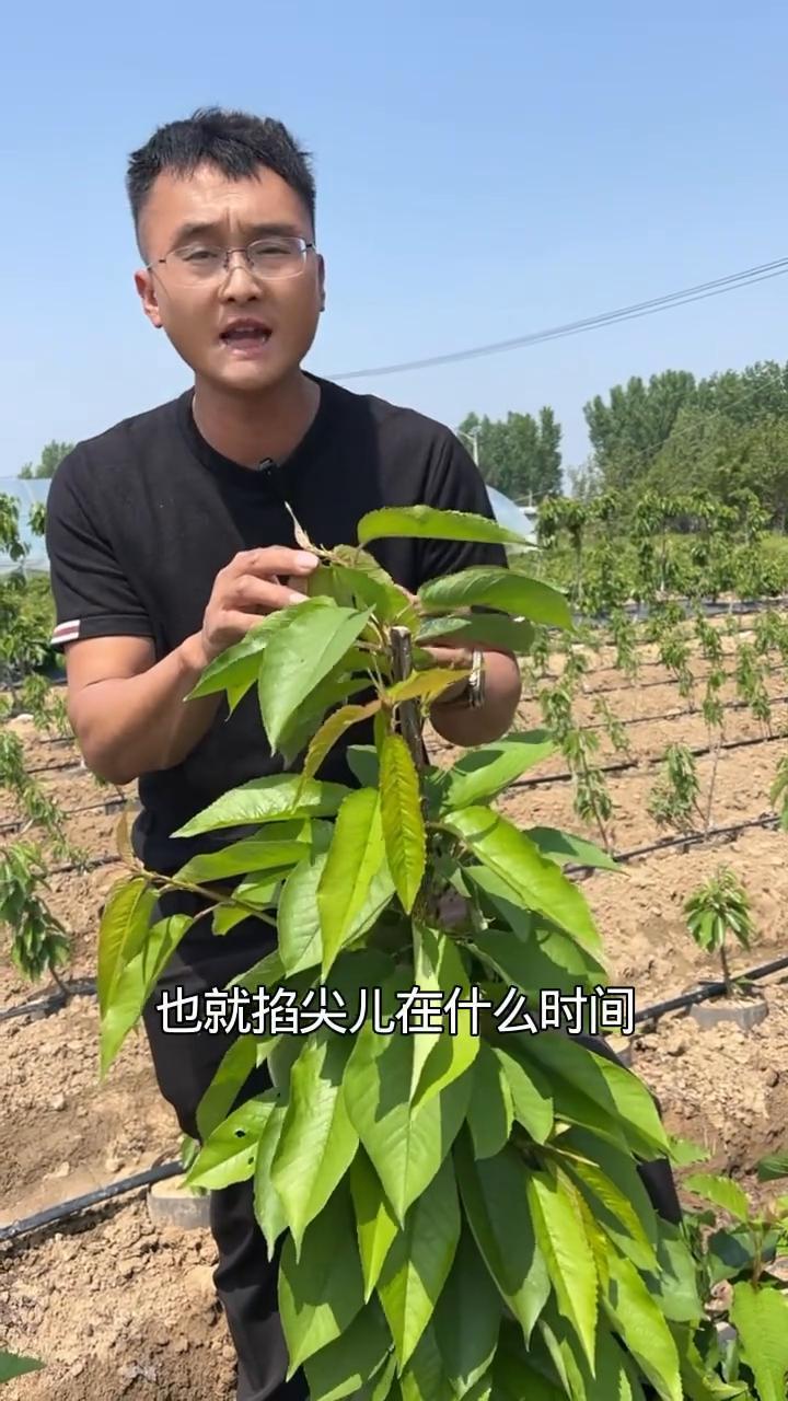 樱桃树的摘芯关键时间点。大樱桃种植户比较关心樱桃树的摘芯，掐尖在什么时间？基本