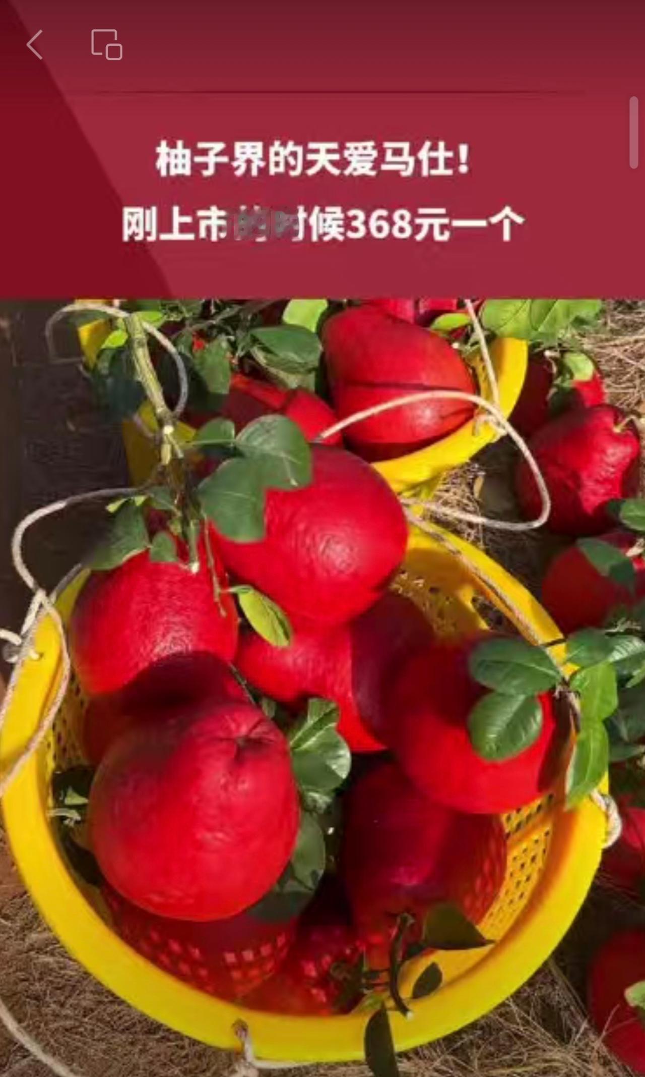 柚子界的爱马仕！刚上市的时候368元一个。