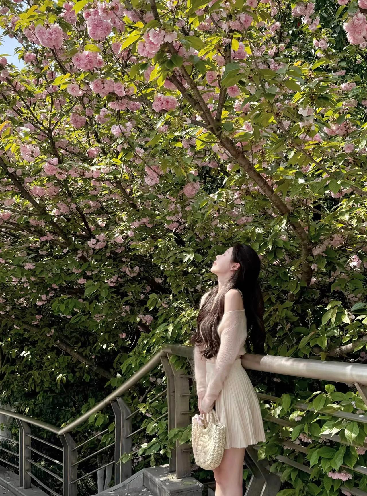 樱花树下人俏景美少女轻嗅花香