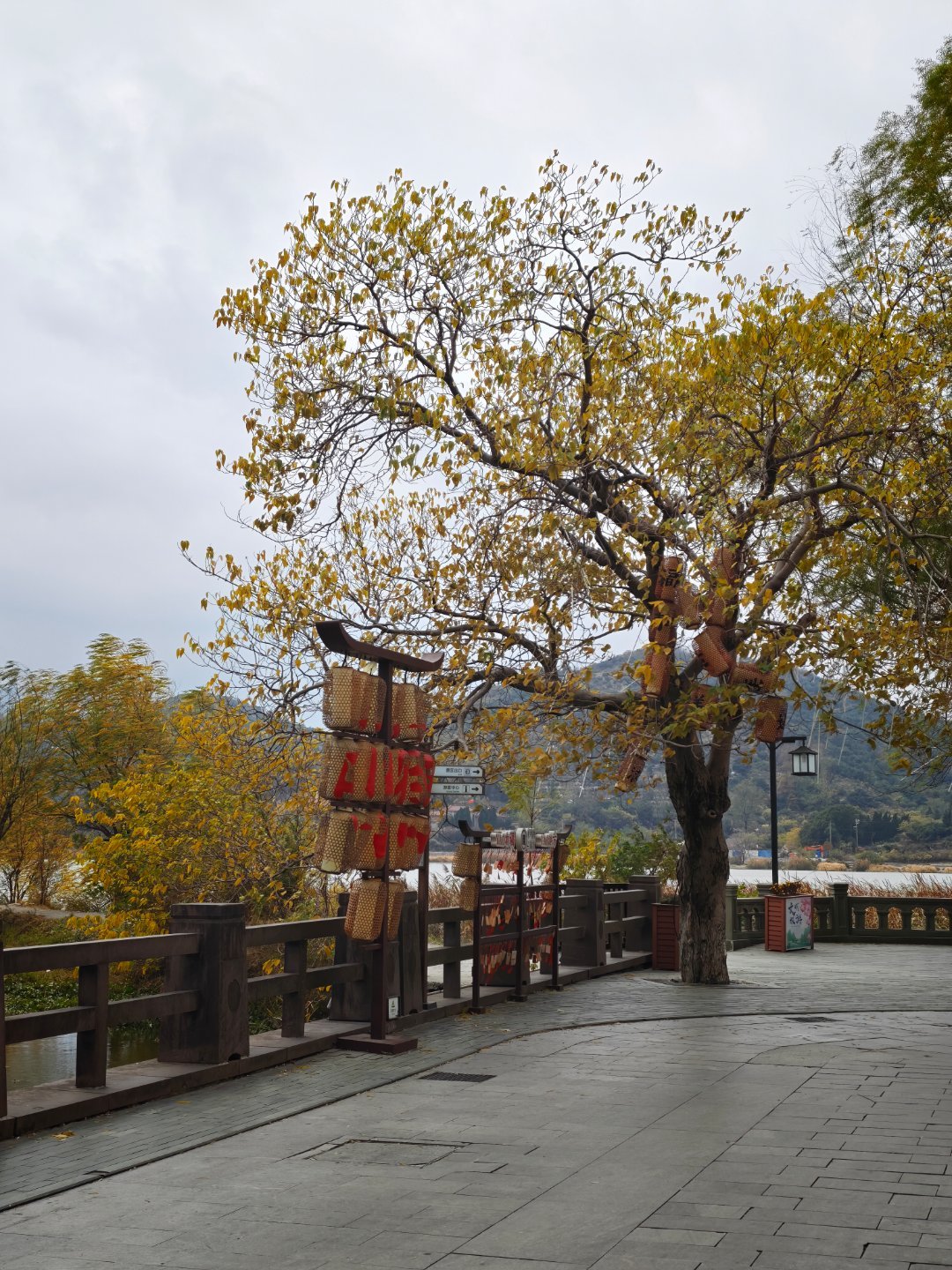 路过今天风好大银杏叶掉的差不多了