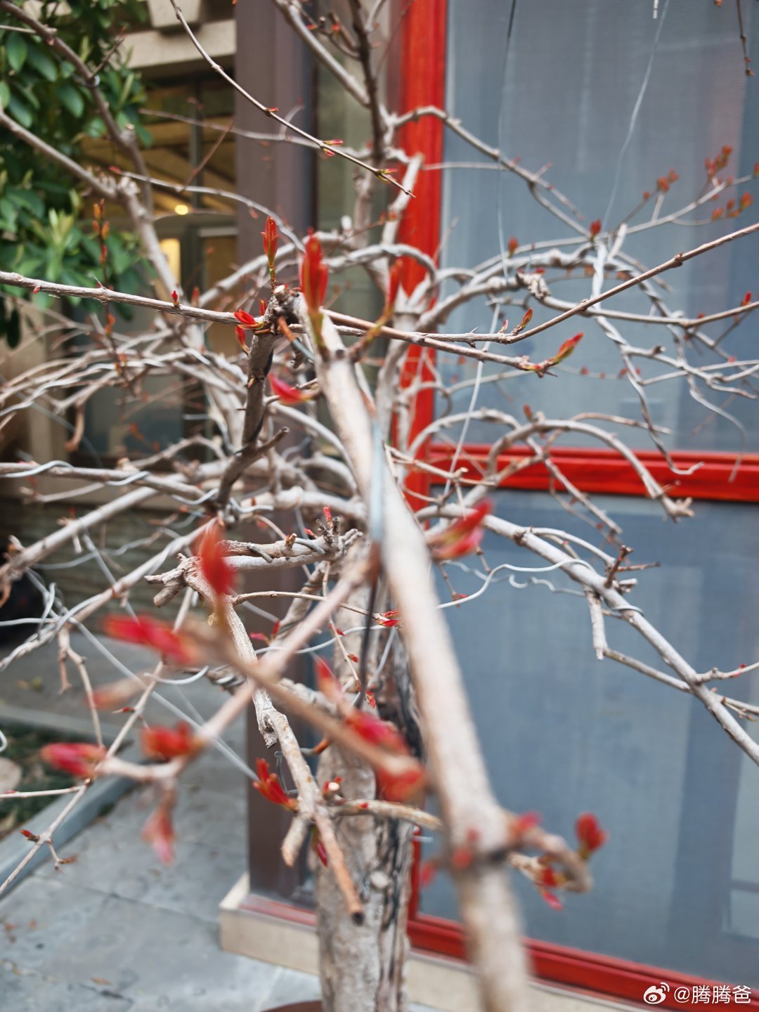 石榴树养了四五年了，年年硕果累累，好像全无大小年之分，真是让人爱不释手。美了美了