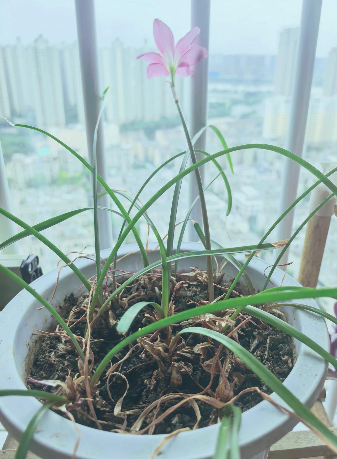 我家阳台种植了一盆兰草，已经养了十几年，每年冬季，老伴都会剪掉老叶，重新栽培，往