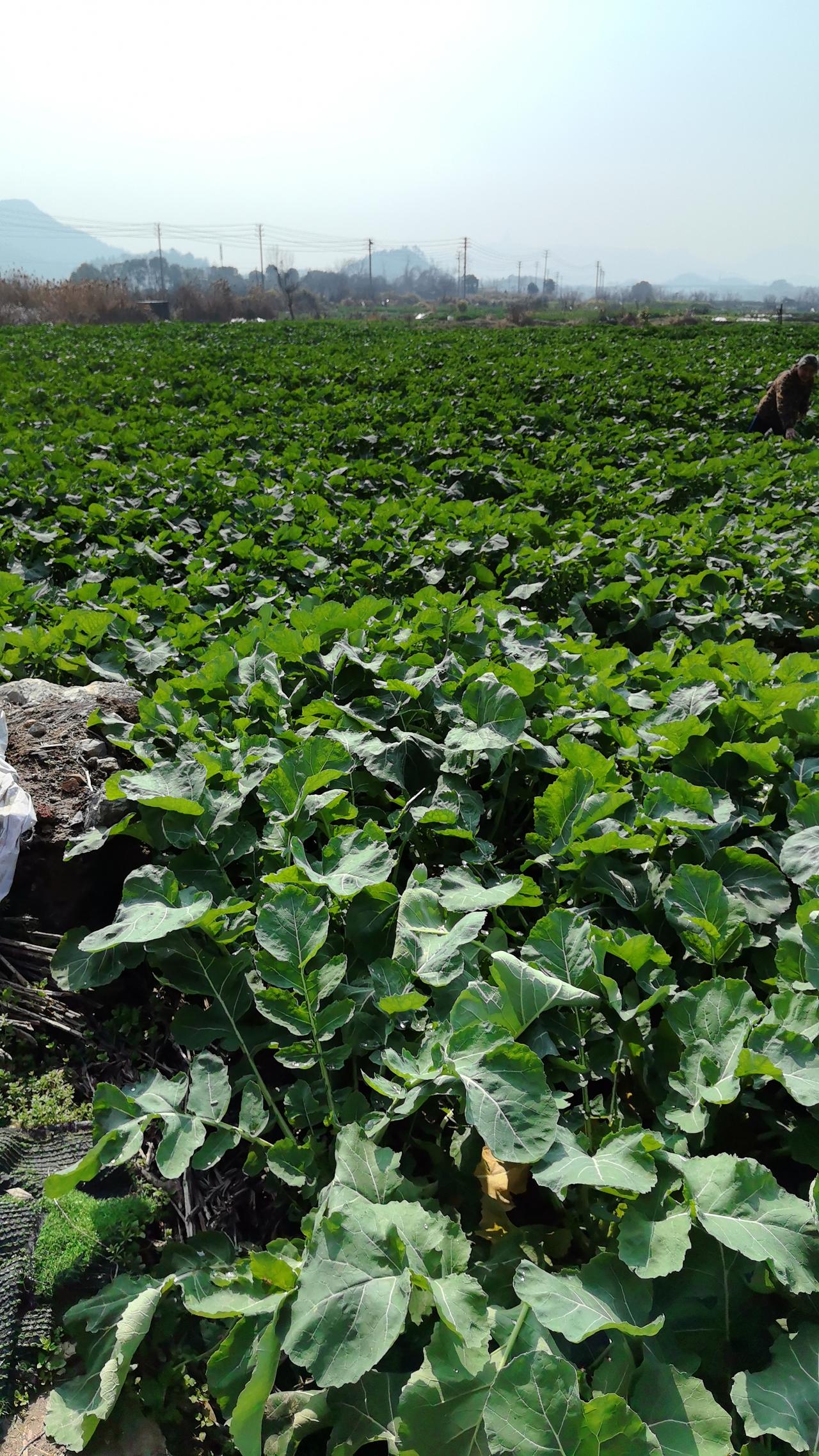 记录我的20262026新年，我打算在菜园里大干一场。先种上菠菜，春菠菜播种早