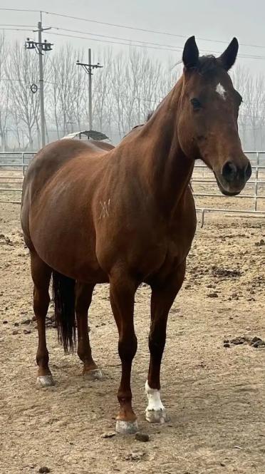 中国每年有470万匹马被屠宰，可是在国内几乎看不到有人吃马肉，这些马肉都去哪了？